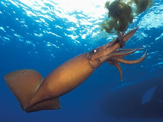 A Humboldt Squid is seen at Nine-Mile Bank off San Diego, Calif., in this Jan. 2007 file photo. When large numbers of jumbo squid first showed up in California's Monterey Bay in 1997, scientists weren't sure what had brought the cephalopod that far north. (Visuals Unlimited / Corbis)