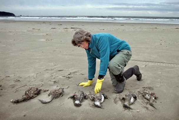 Mary Sue Brancato, a marine biologist with the Olympic Coast National Marine Sanctuary, checks the tags on dead seabirds caught in the algal bloom that were found on Hobuck Beach on the Makah Reservation last month. STEVE RINGMAN / THE SEATTLE TIMES