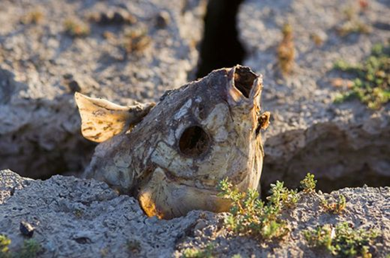 The shrinkage of the Hume Weir dam, near Bethanga, in the state of Victoria, left thousands of fish high and dry. 