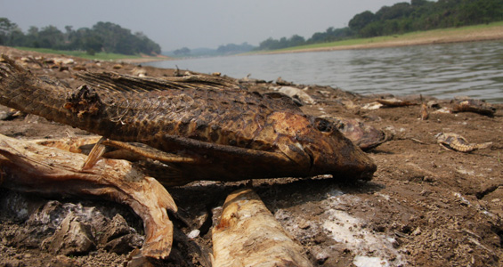 Thousands of fish in the river have been killed by a sharp drop in water oxygen levels (ELIZONDO)