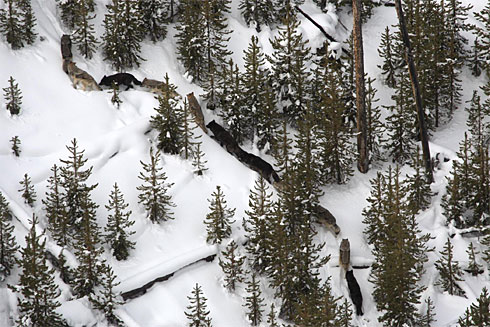Yellowstone National Park's wolf population is expected to be the lowest in 10 years. Handout