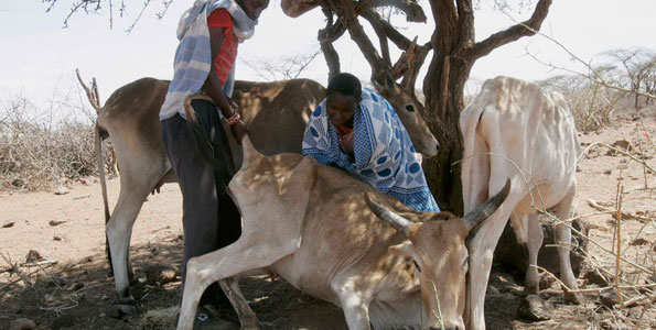 Though the short rains from September moderately improved water and pasture availability in pastoral areas, they are not enough to help the country attain rapid or long-term food security. Consecutive seasons of sufficient rainfall are required for pastoral populations to replace depleted livestock. Photo / FILE 