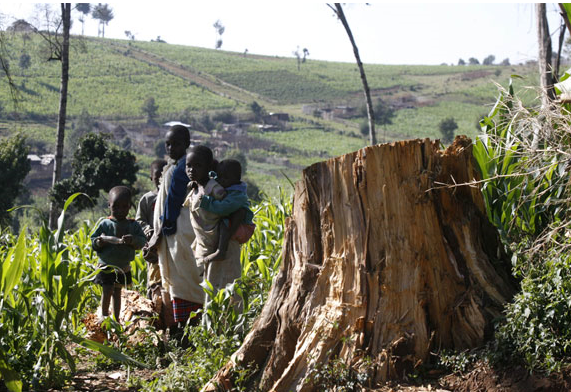 Ogiek tribes children stand near tree stamp in Mauche settlement scheme of Mau Forest Complex in the Rift Valley, about 127 miles to the south-west of Kenya's capital Nairobi. The deforestation of the Mau Forest is significantly reducing the ability of the forest ecosystem to cope with natural disasters, in particular drought, hence leading to more severe impacts and destruction of the woodland by rampant illegal settlement, logging and charcoal burning. Photograph: Thomas Bohlen / REUTERS