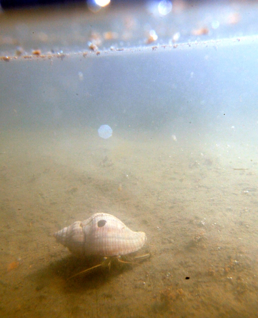 A hermit crab crawls through the shallows below a slick of oil in a tidal pool in Grand Isle, Louisiana. Michael Democker / The Times-Picayune-Landov