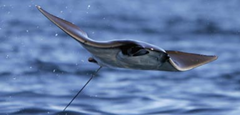 A Manta Ray, also known as Spinetail Mobula flying out of the clear waters of the Sea of Cortez. via The Times Online