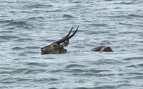 A water buck swims from Starvation Island in northern Zimbabwe in a desperate bid to reach the mainland, following record-breaking rains, 3 Jun 2010. Photo: AP