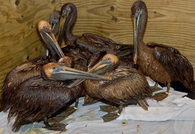 Oiled Pelicans, impacted from the Deepwater Horizon oil spill, huddle together for warmth at Tri-State Bird Rescue and Research after they were admited to a triage facility at Fort Jackson in Buras, Louisiana, Friday 4 June 2010. On of the side effects of being oiled is that the birds have trouble regulating their body temperature. MATTHEW HINTON / THE TIMES-PICAYUNE