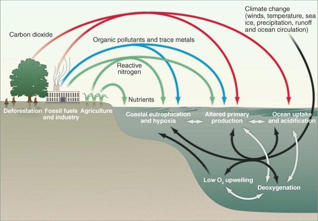 Schematic of human impacts on ocean biogeochemistry either directly via fluxes of material into the ocean (colored arrows) or indirectly via climate change and altered ocean circulation (black arrows). The gray arrows denote the interconnections among ocean biogeochemical dynamics. Note that many ocean processes are affected by multiple stressors, and the synergistic effects of human perturbations is a key area for further research. 