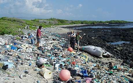 A shark carcass on Kamilo Beach, Hawaii, where plastic particles outnumber sand grains until you dig down about a foot. Photo: ALGALITA MARINE RESEARCH FOUNDATION