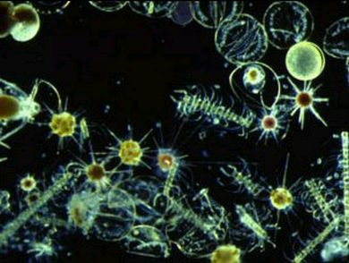 Phytoplankton seen under a microscope. why.is