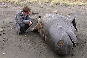 Marine biologist Steve O'Shea says he's discovered a new threat to whales that has nothing to do with Japanese boats: the fishing industry is starving them of their food supply. 3news.co.nz