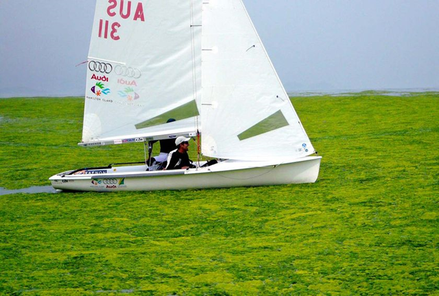 Australia's 470 men's crew negotiates its way through the algae during training on June 24, 2008. Source: ABC News / AAP: Australian Sailing Team