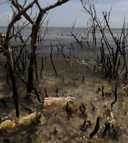 Oil-damaged plants are seen in a Louisiana bay south of Myrtle Grove, La., Tuesday, July 13, 2010. AP Photo / Judi Bottoni