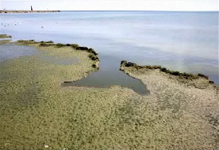 Mysterious algae bloom off the Washington coast. mcclatchydc.com