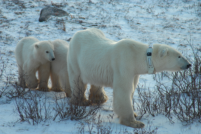 An underweight adult female with two 10-month-old cubs waiting for the ice to re-form on Hudson Bay in November, 2009. The female is wearing a GPS collar that allows scientists to monitor cub survival, movements, habitat use, and responses to sea ice formation and melt. Courtesy of Andrew E. Derocher