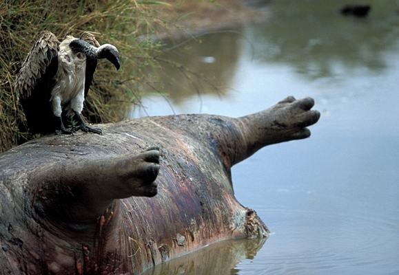 White-backed Vulture sits atop carcass of Hippopotamus (Hippopotamus amphibius), Masai Mara Game Reserve, Kenya. &copy; Paul Souders, 15 Jul 2004