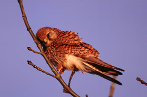 Kestrel. &copy; Tommy Holden