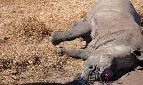 The last rhinoceros cow in Krugersdorp park, South Africa, bled to death on Wednesday after poachers hacked off her horn. Photograph: Reuters