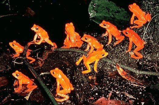 The Golden Mountain Toad of Costa Rica, officially declared extinct on the IUCN Red List. The Golden Mountain Toad, also called the Monteverde Golden Toad lived in a single, high altitude tropical forest near Monteverde, Costa Rica. The last Golden Mountain Toad was documented in 1968, and the amphibian was declared officially extinct throughout the world in 2008 by the IUCN. via steveoffutt.com