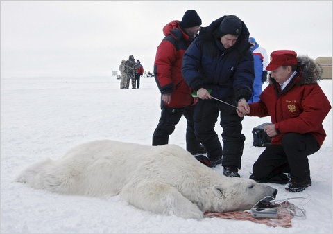Russia&rsquo;s prime minister, Vladimir Putin, right, visited an Arctic archipelago in April to help call attention to global warming. He tagged an anesthetized polar bear so it could be tracked. Associated Press via green.blogs.nytimes.com