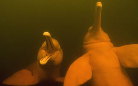 A pair of Boto, or Amazon river dolphins in Rio Negro, Amazonia, Brazil. Poaching by fishermen threatens them with extinction. Photo: Kevin Schafer / Barcroft