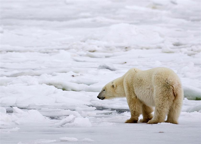 A male polar bear waits for an ice sheet to form. Polar bears are particularly at risk, because they are at the very top of the Arctic food chain Reuters / Iain Williams