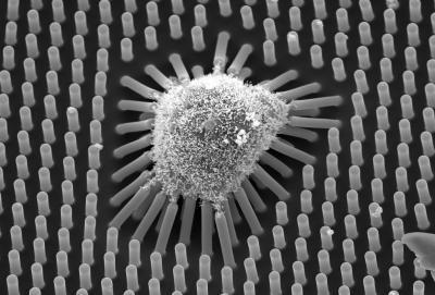 This is an image taken with a scanning electron microscope of a human mesenchymal stem cell growing on a plate of long microposts approximately 13 microns in length. After one day of culturing, this cell exerts centripetal force, which can be seen in the bending of the microposts. This cell will differentiate into a fat cell. Credit: Jianping Fu (University of Michigan) This is an image taken with a scanning electron microscope of a human mesenchymal stem cell growing on a plate of long microposts approximately 13 microns in length. After one day of culturing, this cell exerts centripetal force, which can be seen in the bending of the microposts. This cell will differentiate into a fat cell. Credit: Jianping Fu (University of Michigan)