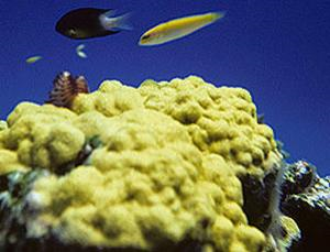 Mustard Hill coral may be harmed by oil dispersant, tests suggest Caranx latus / August Rode / Flickr