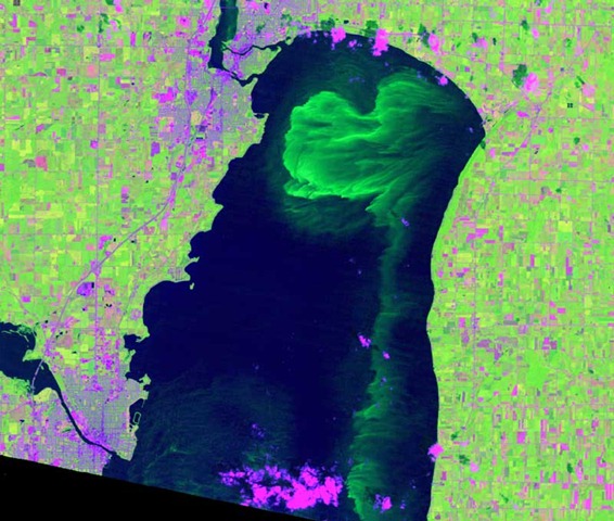 Lake Winnebago Algae Bloom, 27 July 1992. This image shows an algal bloom on Lake Winnebago in July, 1992. Algae bloom like this in lakes when the nutrient concentrations are high (especially phosphorus since lakes tend to be phosphorus limited) and the wind speed is relatively low. If you had driven your boat through this bloom you probably would have seen large floating rafts of foul smelling blue-green algae. Landsat TM data enhanced by Pete Wolter via uwgb.edu