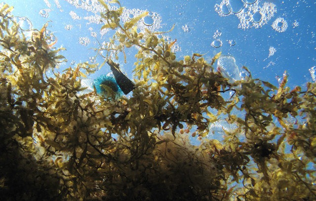 A jellyfish is seen trapped in sargassum. Scientists have confirmed the presense of a 22-mile long oil plume in the Gulf of Mexico, which they say will threaten marine life for months or even longer. Press-Register / Ben Raines