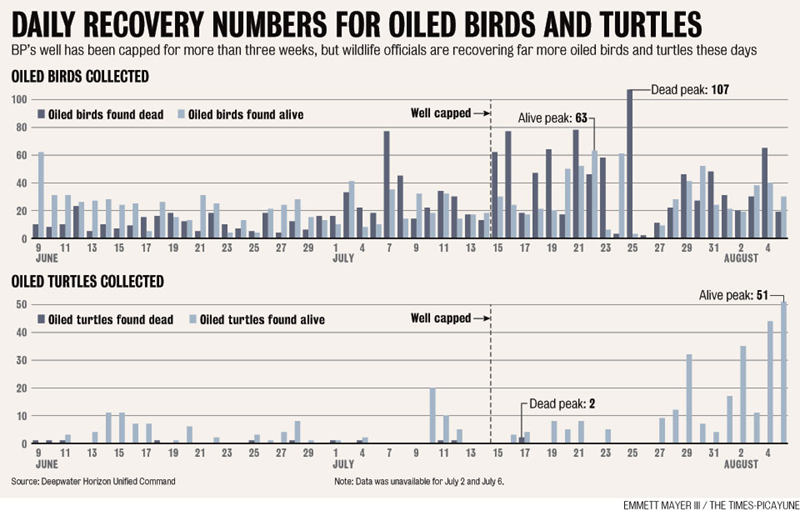 Daily Recovery Numbers for Oiled Birds and Turtles, 9 June 2010 &ndash; 5 August 2010. Emmett Mayer III / The Times-Picayune / Deepwater Horizon Unified Command