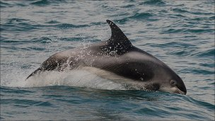 The white-beaked dolphin winters off the North East coast. BBC