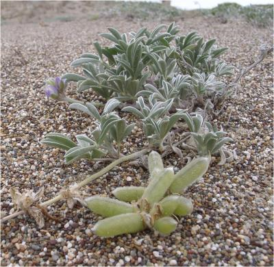 The endangered Tidestrom&rsquo;s lupine (Lupinus tidestromii) lives life on the lowdown producing stalks of fruits, like those in the foreground that lie on the sand. A mouse looking for a meal just snips off the stalk at its base and drags the entire cluster of fruits to its nest. Tiffany Knight / WUSTL