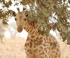 The West African Giraffe is considered an endangered species by the International Union for Conservation of Nature (IUCN) with a population of under 200, though its numbers are rising due to conservation efforts. via terradaily.com