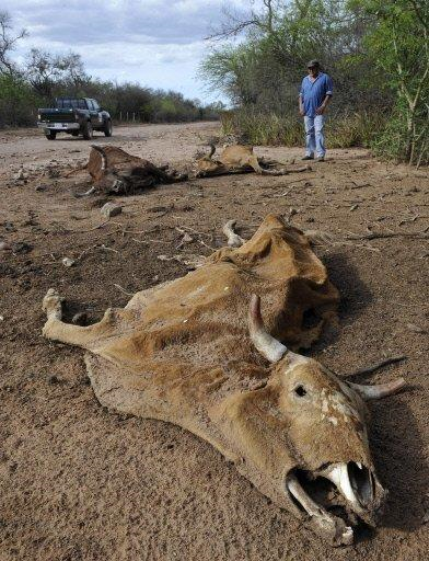 A rancher looks at dead cattle lying by the side of a road in southern Bolivia on 17 November 2009. From a devastating food crisis in Guatemala to water cuts in Venezuela, El Nino has compounded drought damage across Latin America this year. AFP