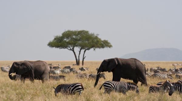 Two large elephants move through a herd of grazing zebra in the Serengeti national park, Tanzania. iStockphoto / William Davies