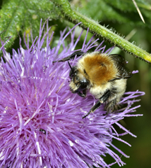 Bombus muscorum by Nigel Jones, via  Flickr. Creative Commons licensed