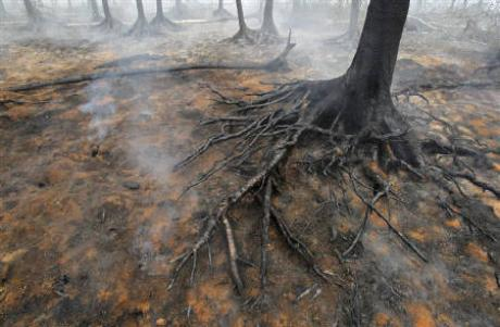 The burnt root of a tree is seen outside the town of Elektrogorsk, some 60 km (37 miles) east of the capital Moscow, August 3, 2010.Reuters / Denis Sinyakov