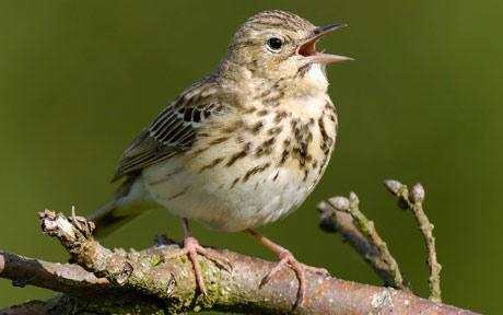  Tree pipit. Photo: ALAMY