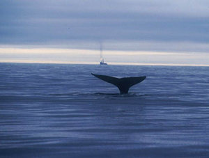 A Western Gray Whale near an oil drilling platform operated by Shell, Mitsubishi, and Matsui near Sakhalin Island. Photo by Greenpeace Russia
