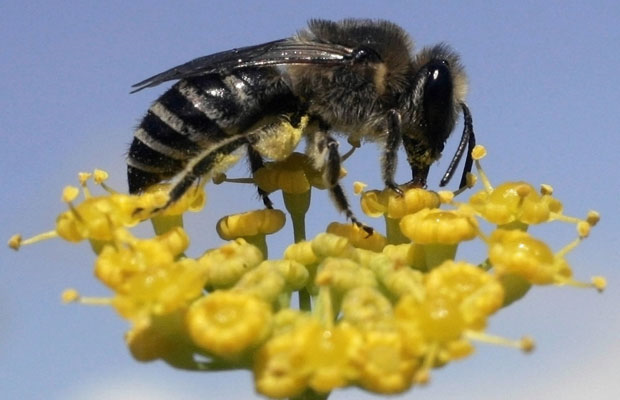 Bees pollinate a vast array of plants, from tomatoes and berries to garden and wild flowers. Miguel Vidal / Reuters