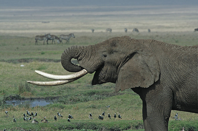 Tanzania Elephant in the Ngorongoro crater. Schuyler Shepherd / wikipedia.org