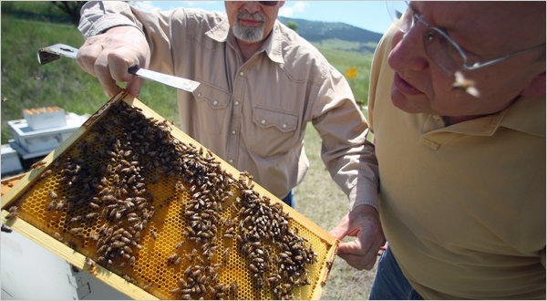 Members of a joint United States Army-University of Montana research team that located a virus that is possibly collapsing honeybee colonies scanning a healthy hive near Missoula, Montana. Mike Albans for The New York Times