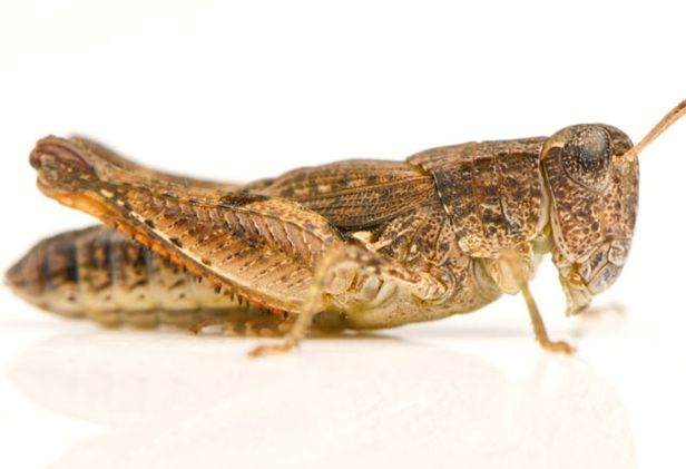 Australian plague locust. ALAMY / independent.co.uk