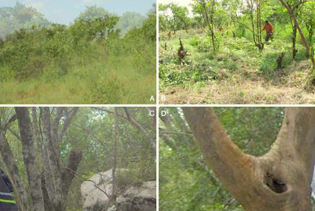 Uganda's Kasagala forest reserve &ndash; Clockwise from top: (A). Typical savanna vegetation of the reserve, (B). Anthropogenic activities are apparent here &ndash; research team inspecting a freshly cleared part of the nature reserve. A few large-stemmed tree individuals are only left at top of Kasagala hill such as these Euclea latidens Stapf (C) and Nuxia floribunda Benth (D).  Gwali, et al, 2010
