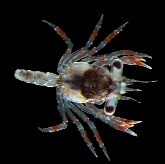 Hyas araneus. Researchers at the Alfred Wegener Institute found that larvae of Hyas araneus showed higher sensitivity towards ocean acidification in polar waters around Svalbard than in temperate waters around Helgoland. Melanie Schiffer & Lars Harms / awi.de