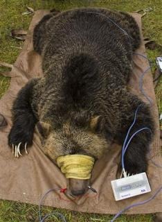 A female bear cub captured with its mother and relocated away from human habitation is seen laying on the ground after being captured by Montana Fish, Wildlife and Parks officials in Coram, Montana in a handout photo taken on September 19, 2010. Credit: Reuters / Derek Reich / Montana Fish, Wildlife and Parks / Handout / Files