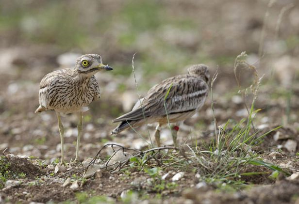 The Wessex stone curlew is at risk of extinction, but the species may be recovering. RSPB