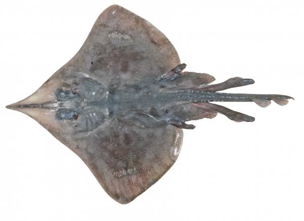 The Maugean Skate &ndash; currently listed as Endangered by the IUCN Red List of Threatened Animals. Photo: CSIRO