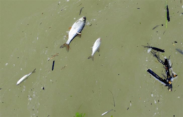 Dead fish float on the Marcal River at the bridge of Morichida about 93 miles west from Budapest on Wednesday, 6 October 2010. Attila Kisbenedek / AFP / Getty Images